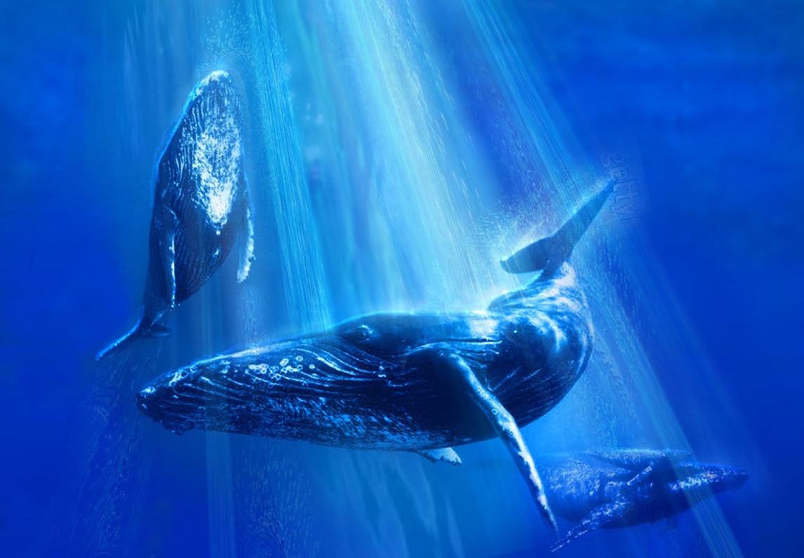 Whales Stock Images