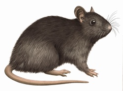 Close up Black rat (Rattus rattus) on white background