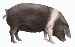 British saddleback pig, on white background