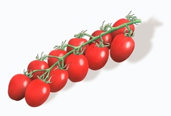 Red Piccolo plum tomatoes on the vine