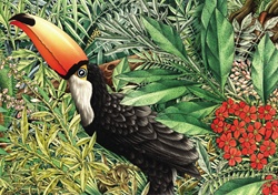 Toucan in jungle