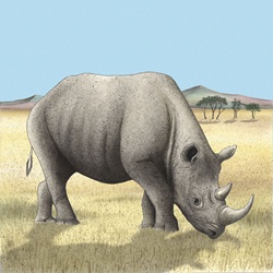 Rhinoceros on safari