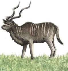 Illustration of Greater Kudu