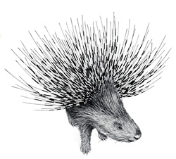 Porcupine on white background