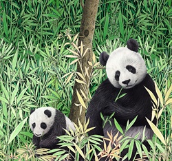 Pandas in Bamboo Field