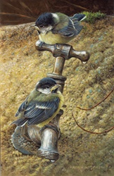 Two chickadees perching on metal tap