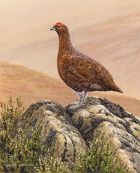 Grouse standing on rock in moorland