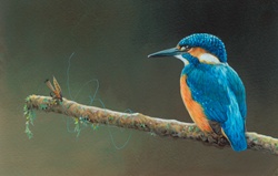 Kingfisher perching on branch with tangled fly fishing line and fishing hook