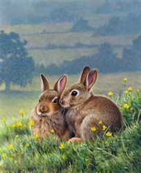 Two brown rabbits huddling together among buttercups in countryside