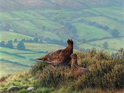 Male and female red grouse together in heather on hill