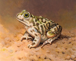 Close up of Couch's Spadefoot toad