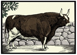 Bull against stone wall