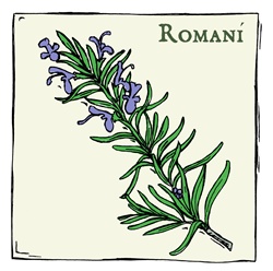 Romani, plant with purple flowers