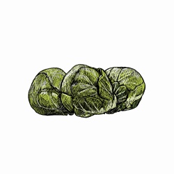 Illustration of brussels sprouts