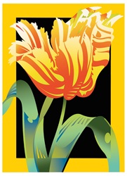 Close up of tulip flower on colored background