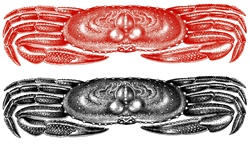 Red and black crabs on white