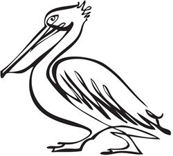 Side view of pelican