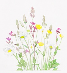 Buttercups, red campion and grasses
