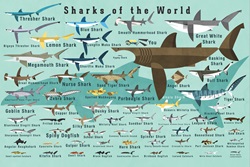Various sharks on blue background