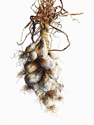 Watercolor painting of white onions hanging in string