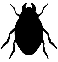 Black bug against white background