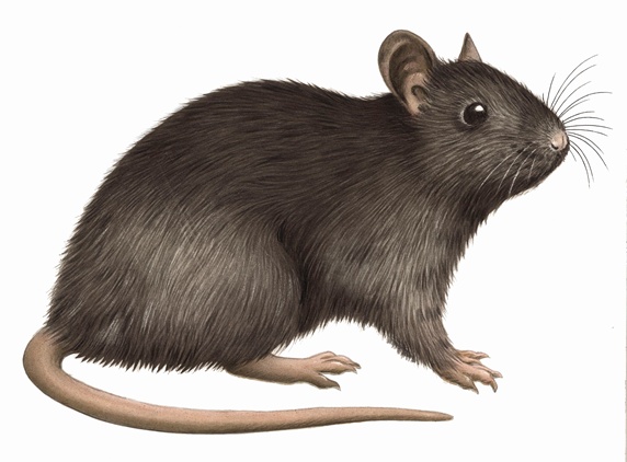 Close up Black rat (Rattus rattus) on white background