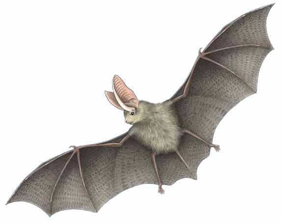 Bat on white background