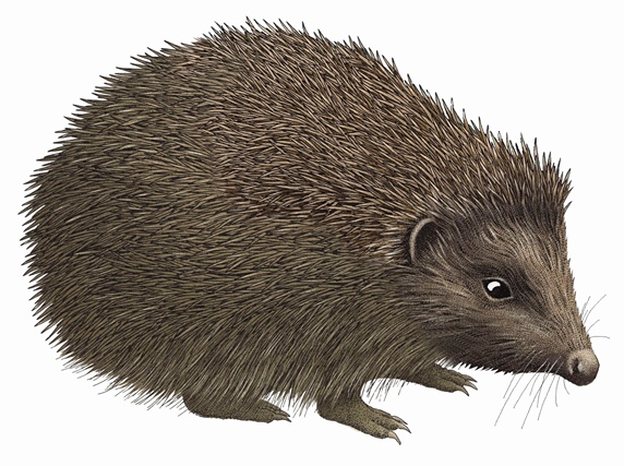 Close up of hedgehog on white background