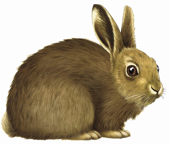 Close up of common rabbit (Oryctolagus cuniculus) on white background