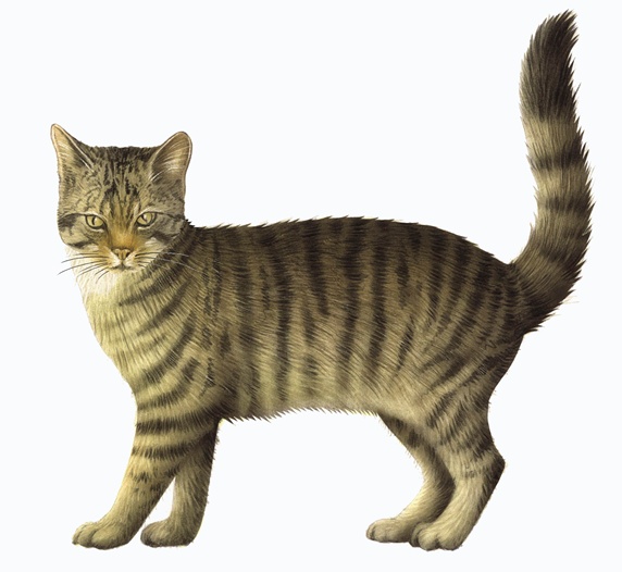 Close up of striped domestic cat on white background