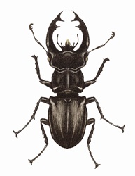 Close up of Stag beetle (Lucanus cervus) on white background