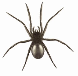 Close up of Tube web spider, Segestria florentina, on white background