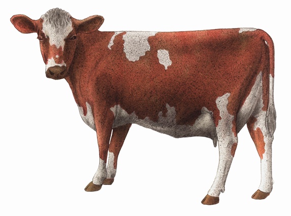 Guernsey cow on white background
