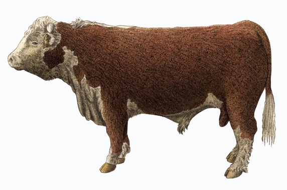 Hereford bull on white background