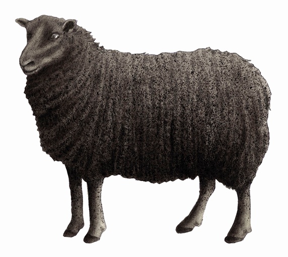 Black Welsh Mountain sheep on white background