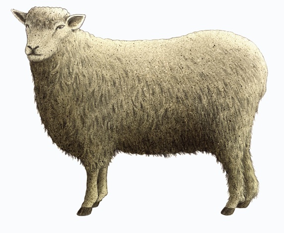 Cotswold sheep on white background