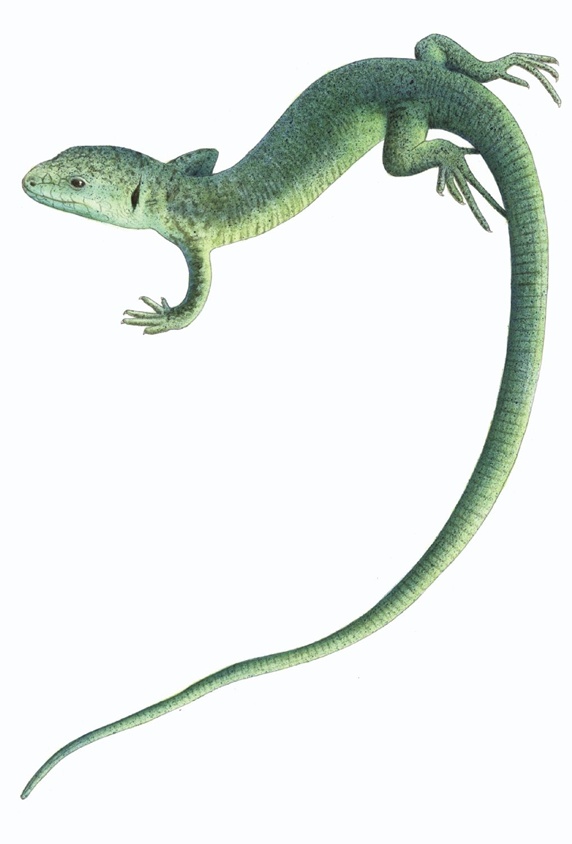 Lizard on white background