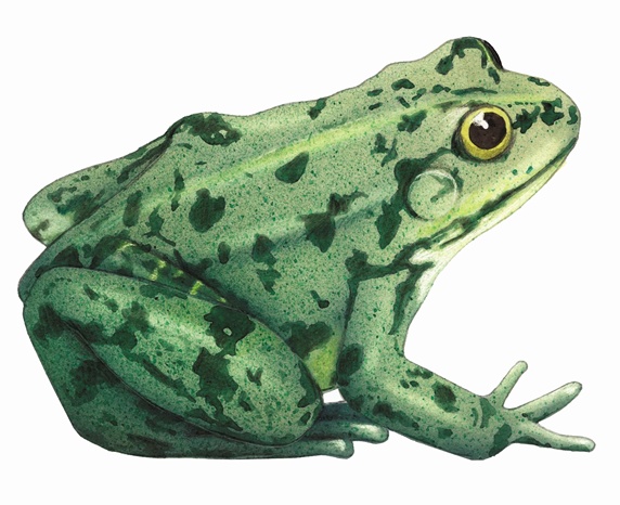 Close up of edible frog (Rana esculenta) on white background