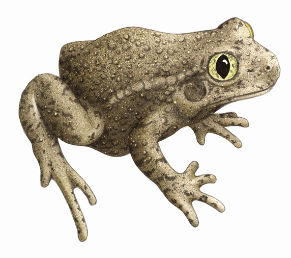 Close up of Common midwife toad (Alytes obstetricans) on white background