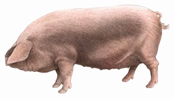 British lop pig, on white background