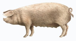 Welsh pig, on white background