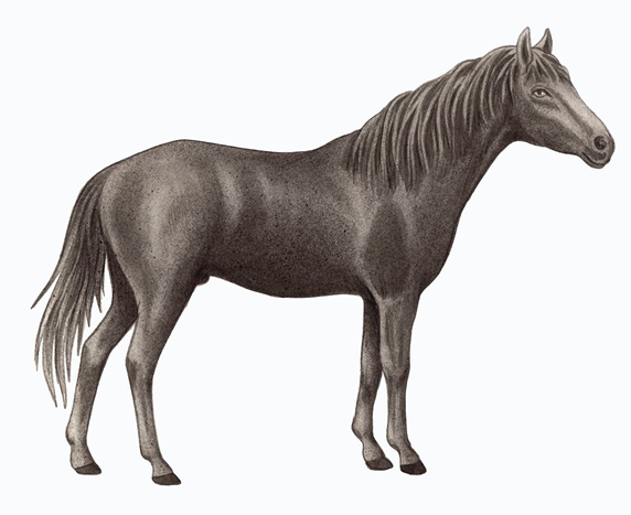 Caspian horse (Equus ferus caballus) on white background