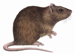 Close up Brown rat (Rattus norvegicus) on white background