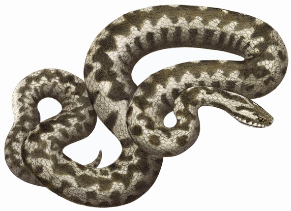Adder (Vipera berus) snake on white background