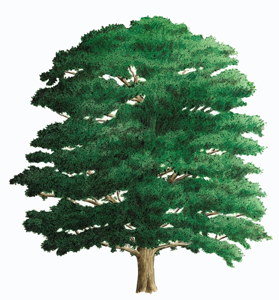 Single tree on white background, Oak (Quercus robur)