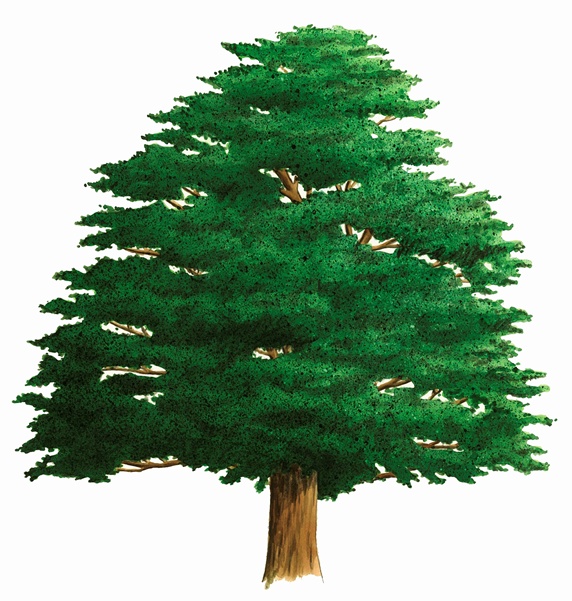 Single tree on white background, Yew (Taxus baccata)