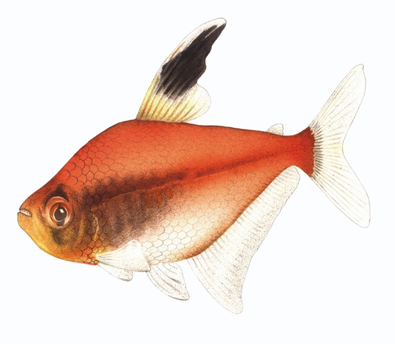 Red fish on white background