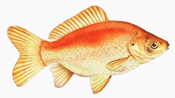 Close up Common goldfish (carassius auratus) on white background