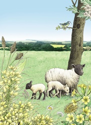 Sheep with lambs grazing in field
