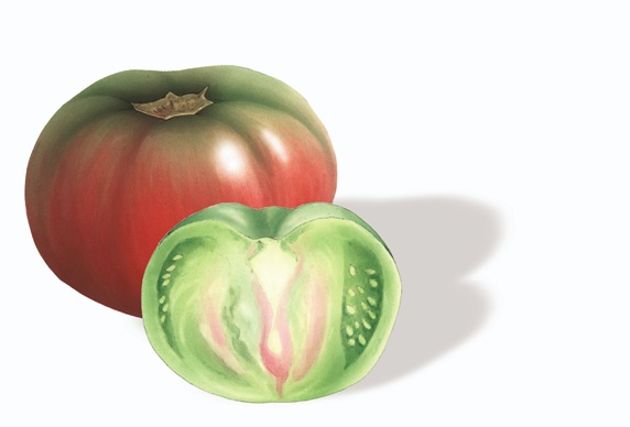 Tomato and green slice on white background